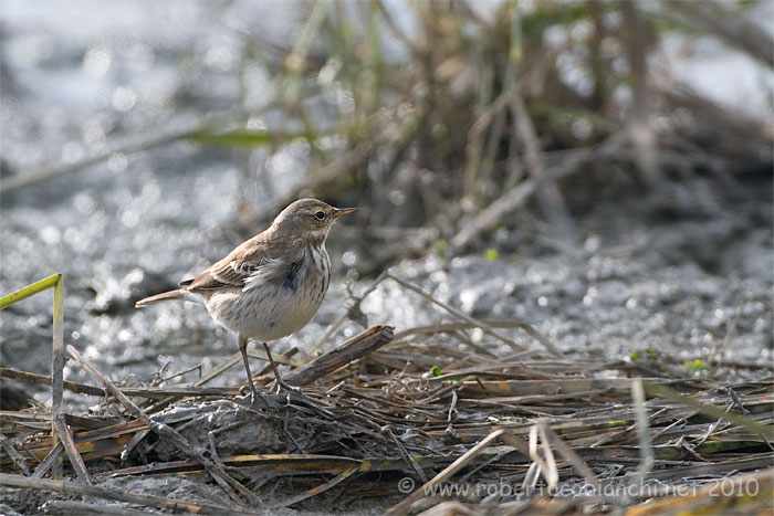 pispola o spioncello ?